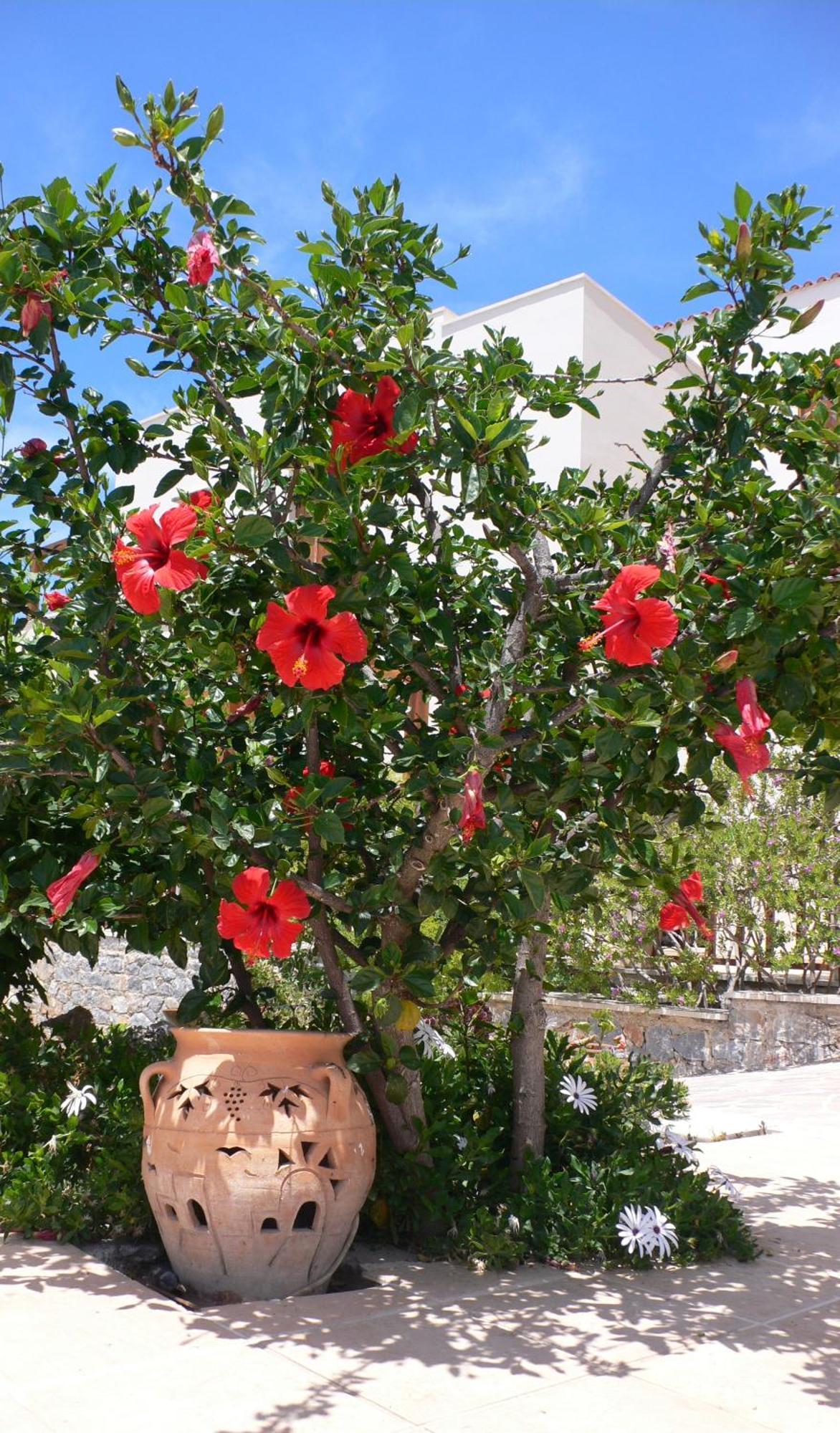 מירטיוס Stefanos Village Hotel מראה חיצוני תמונה